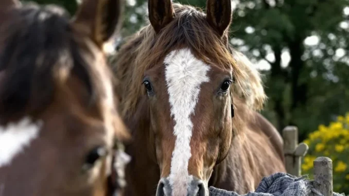 slow-horses-saison-4